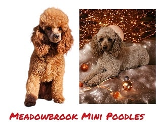 standard poodle upcominglitters